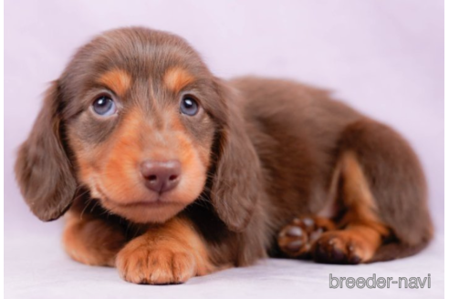 成約済の東京都のミニチュアダックスフンド(ロングヘアード)-226751の3枚目